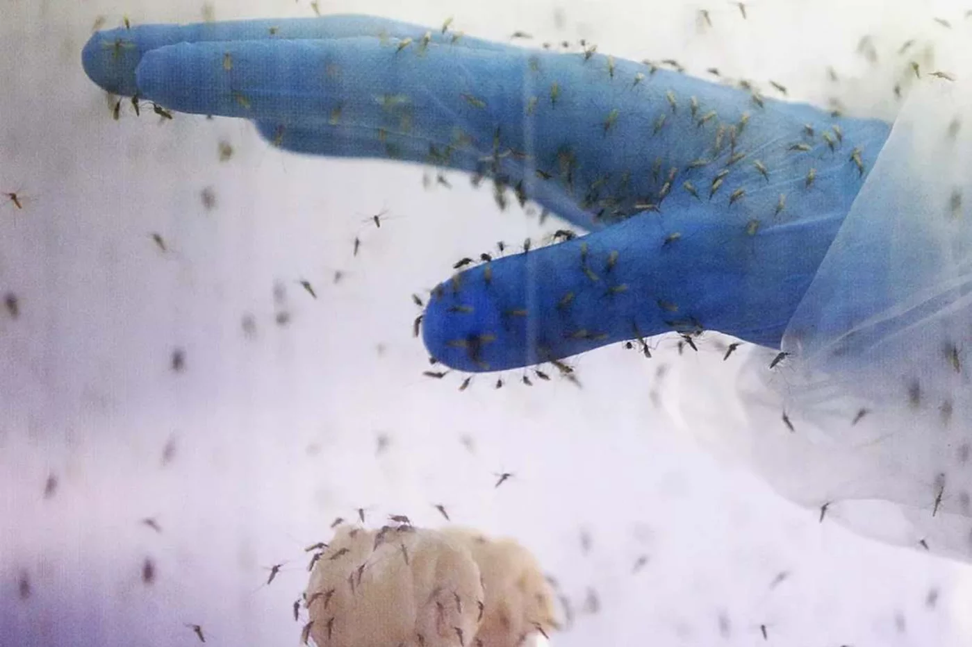 La mano de un investigador rodeada de mosquitos. En esas superficies (un vaso con agua y un papel de filtro) es donde las hembras ponen los huevos. Foto: ALBERTO DI LOLLI