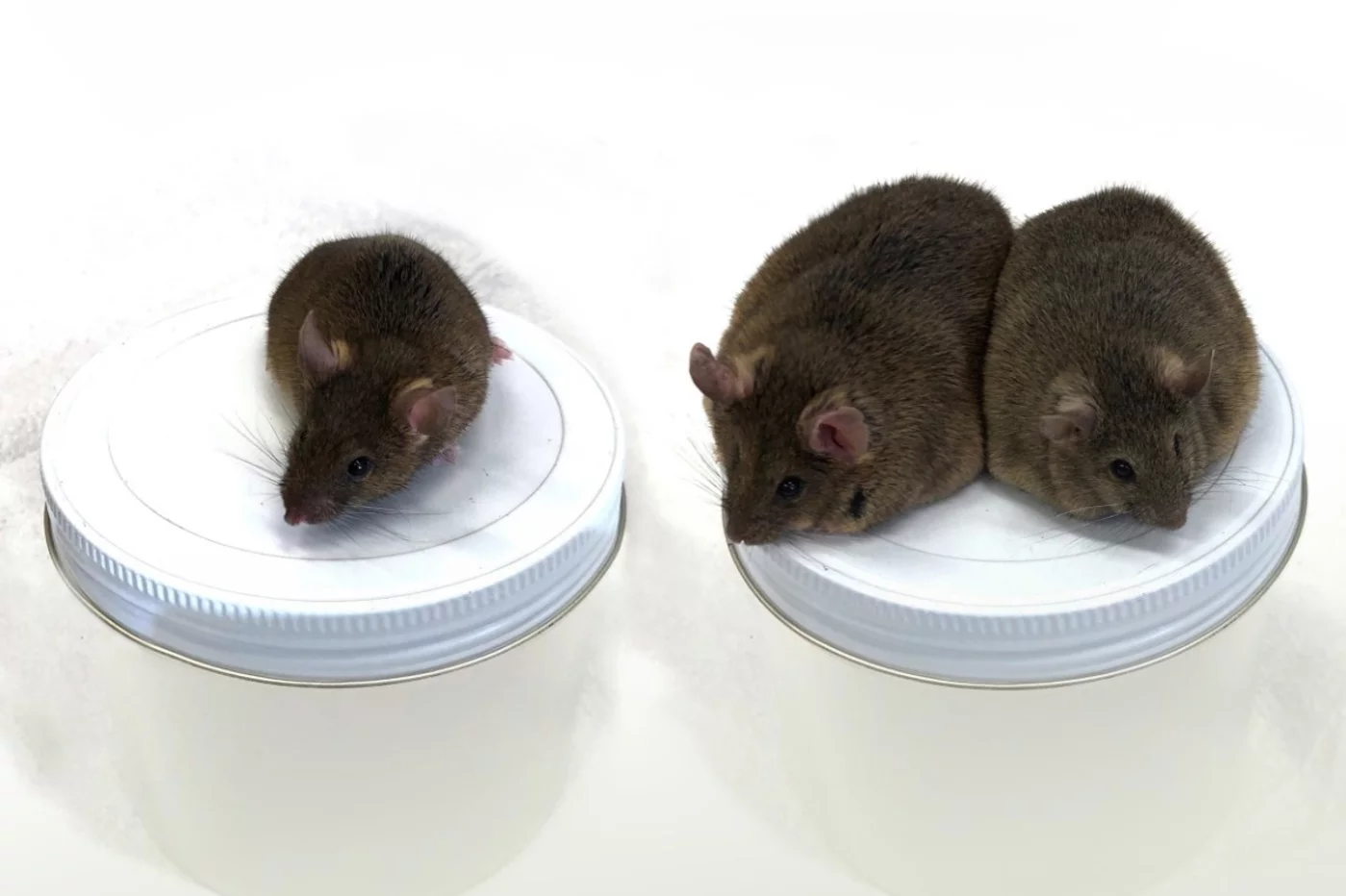 El ratón de la izquierda sirve de control, mientras que los dos de la derecha son individuos de diferentes generaciones, que evidencian la transmisión del fenotipo (obesidad).