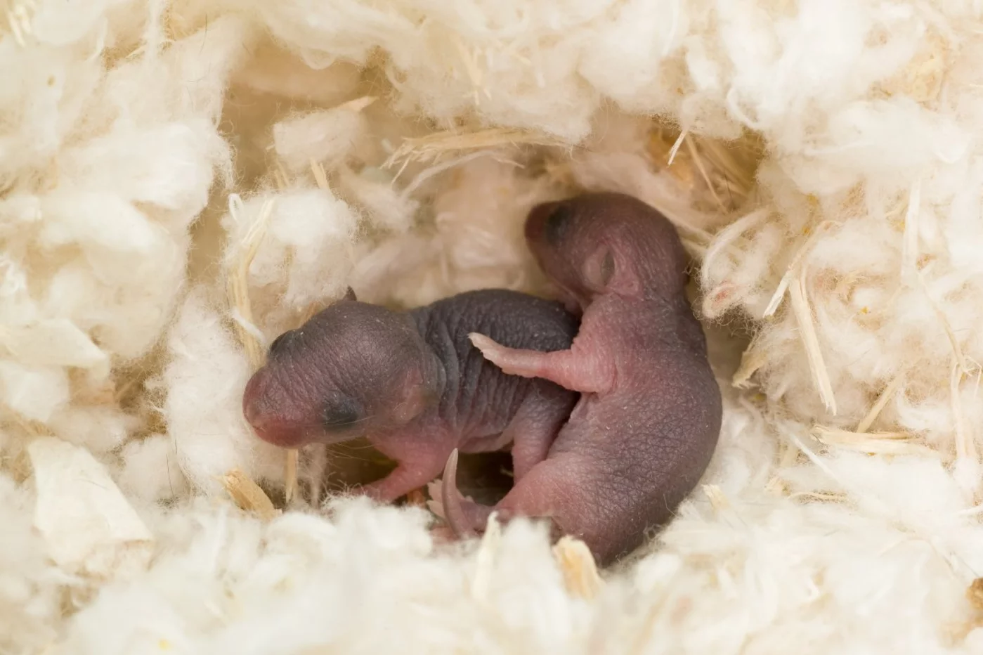 Crías de ratones en un laboratorio. Foto: SHUTTERSTOCK