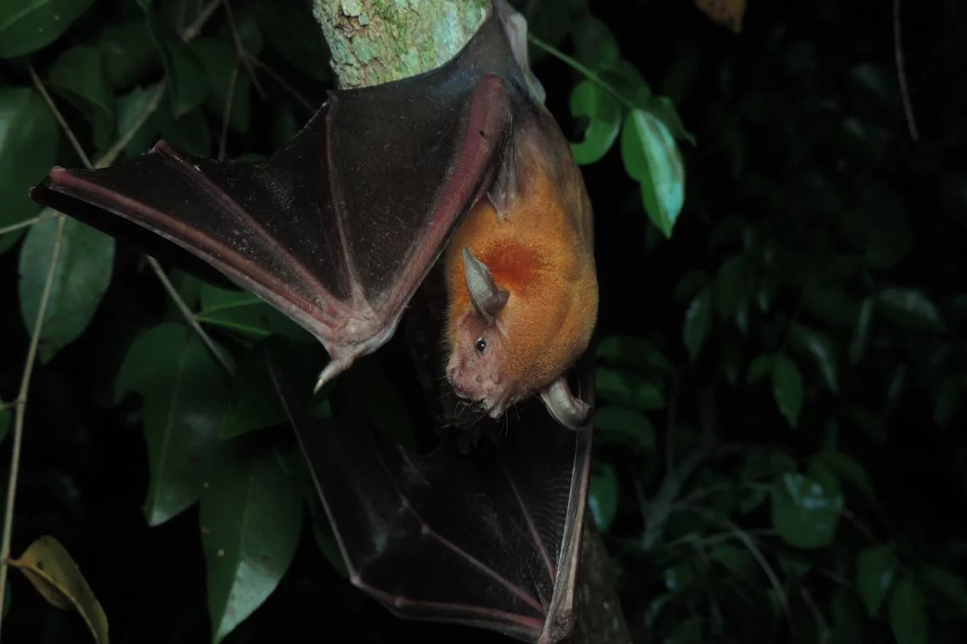 El murciélago pescador es una de las especies cuyo genoma ha analizado el Proyecto Zoonomia. Foto: ERIKA MORCEGOS