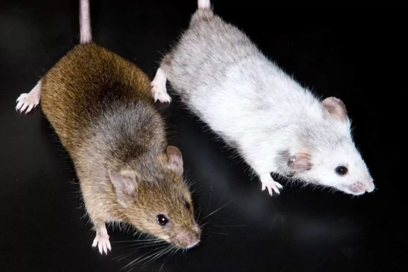Los modelos de ratones apoyan la investigación en enfermedades raras. Foto: DM. 