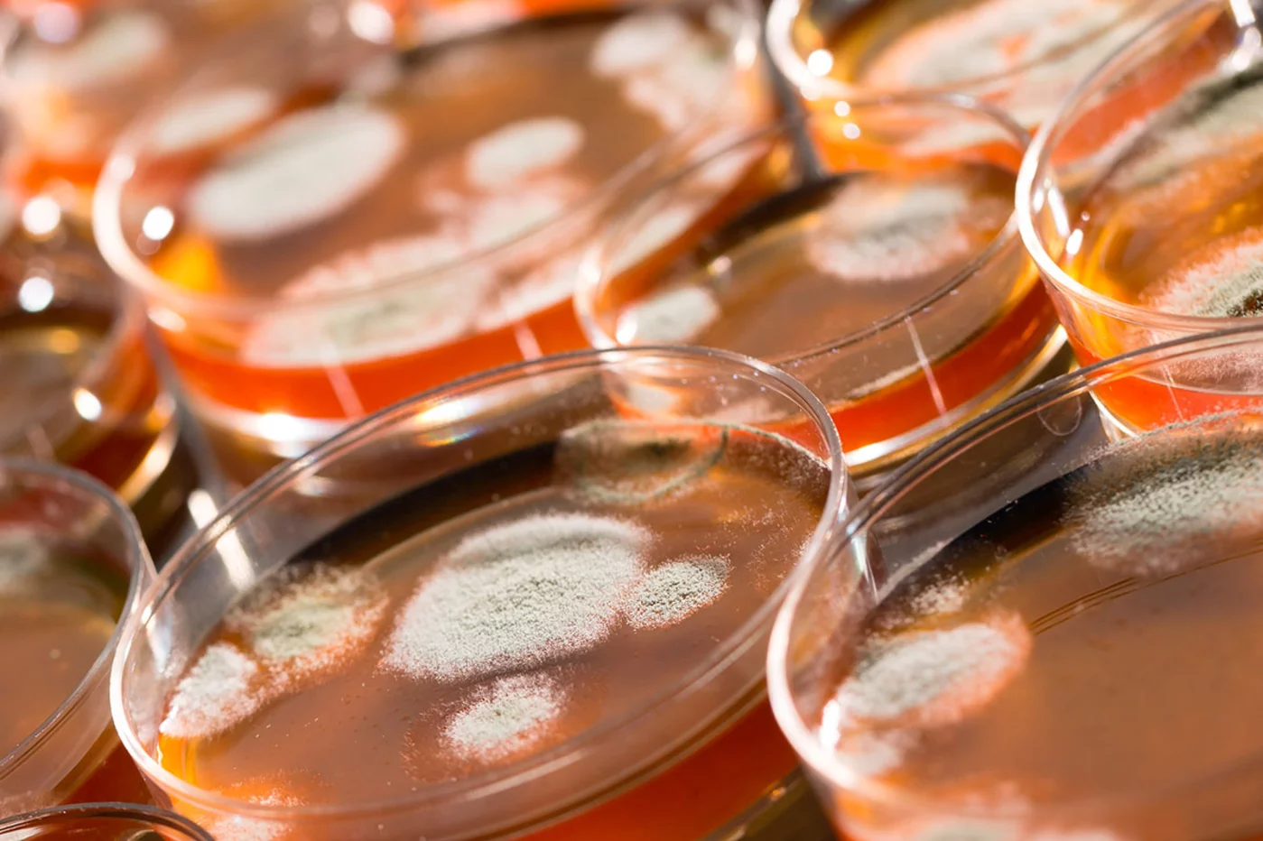 Las placas de Petri son un elemento omnipresente en cualquier laboratorio microbiológico.