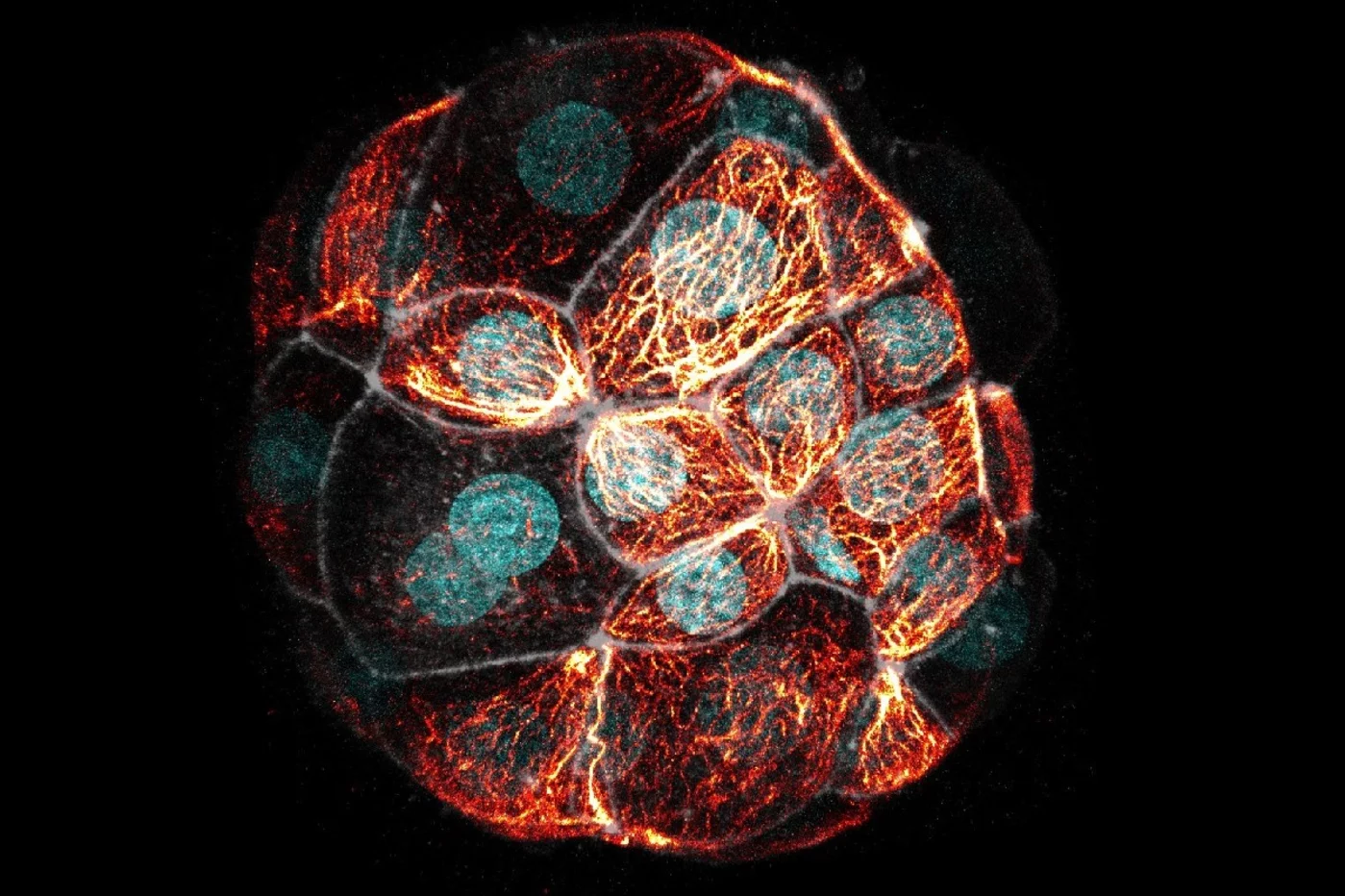 Imagen en vivo de un blastocito con tinciones fluorescentes. Foto: PLACHTA LAB.