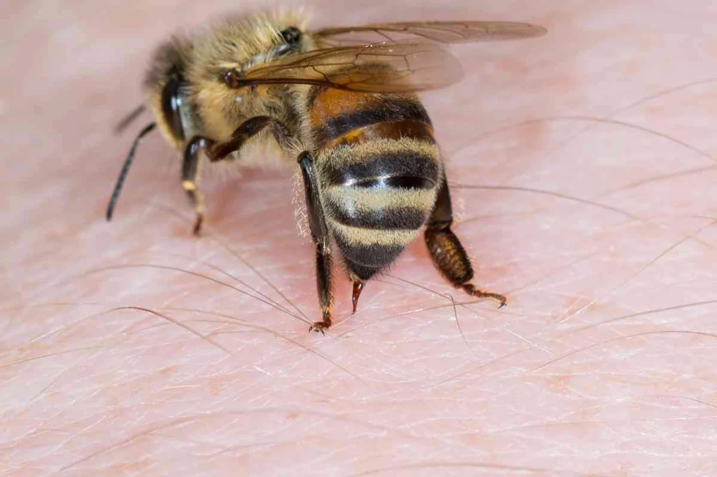 La Consejería de Salud de Murcia ha estandarizado una prueba específica para valorar la respuesta de los pacientes alérgicos al veneno de avispas y abejas en tratamiento de inmunoterapia. Foto: SHUTTERSTOCK.