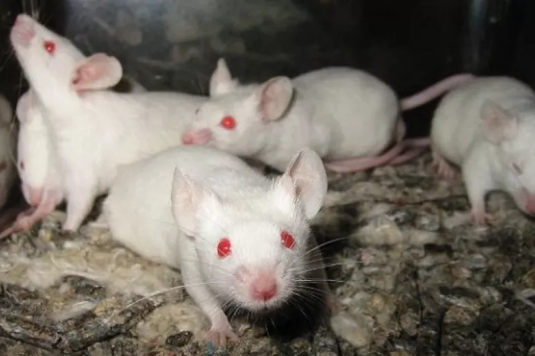 Ratones modificados genéticamente.