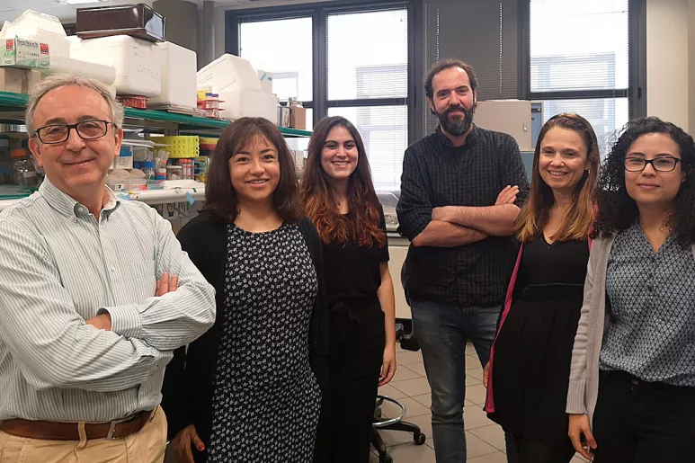 Antonio Zorzano, a la izquierda, y el equipo del laboratorio de Enfermedades Metabólicas Complejas y Mitocondrias que ha participado en esta investigación.
