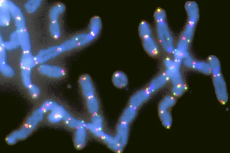 Imagen molecular de telómeros en los cromosomas