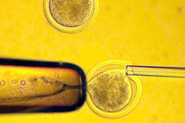 El ovocito es un precursor inmaduro del óvulo, que se observa en la imagen.