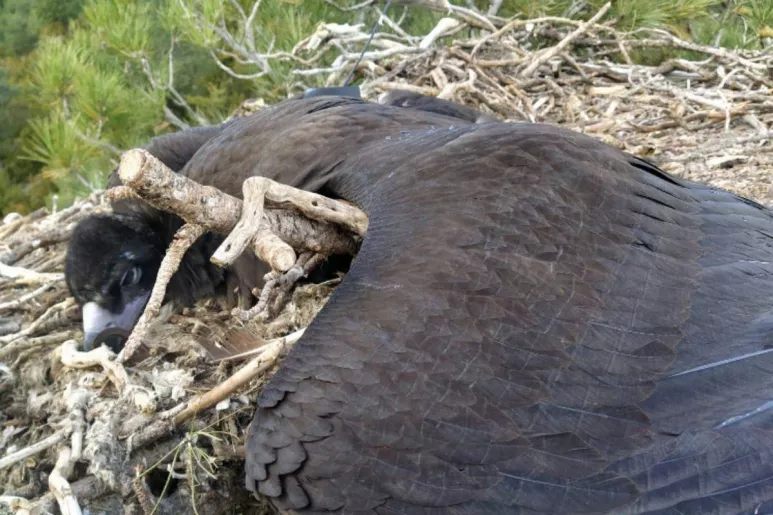 Buitre negro intoxicado por diclofenaco, muerto en su nido, en la Reserva Nacional de Caza de Boumort (Prepirineo de Lérida). /Agentes Rurales de Cataluña/ Grefa.