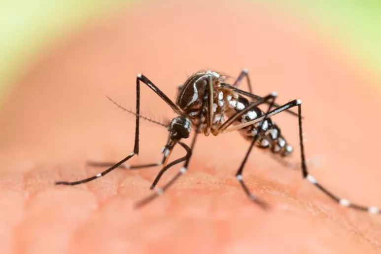 El mosquito tigre es un invasor que se afianza en la cuenca mediterránea y Baleares.