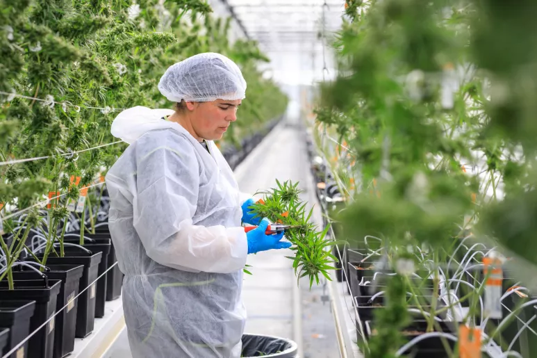 Una de las plantaciones de 'cannabis sativa' que la empresa canadiense Tilray tiene en Portugal.