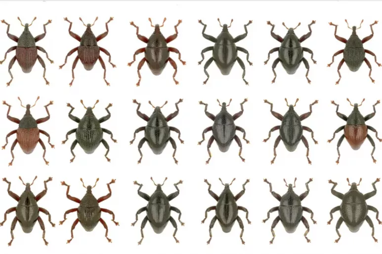 Escarabajos criptorrinquinos del género 'Trigonopterus'. 