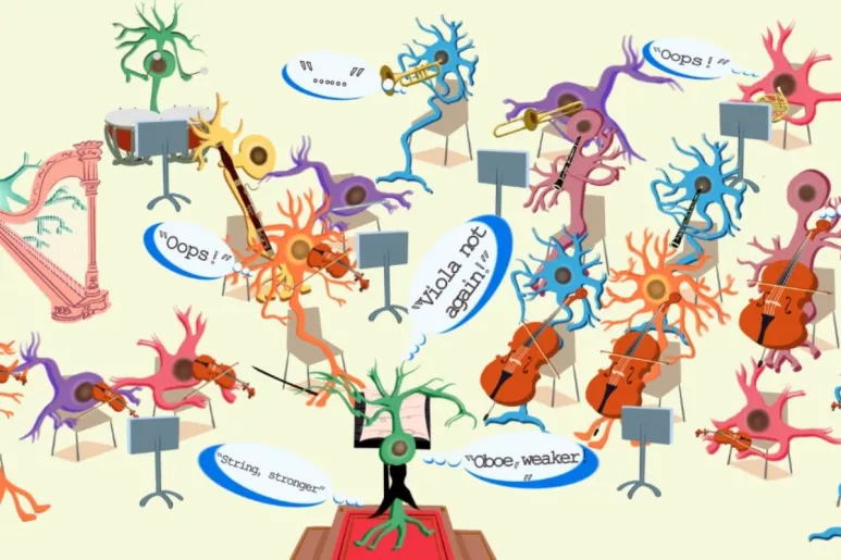 Las neuronas del lóbulo frontal actúan como una orquesta. Foto: BEI HUANG PARA CEDARS-SINAI.