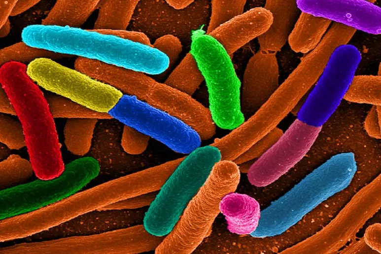 Imagen de microscopía electrónica de barrido de la bacteria 'Escherichia coli'. Foto: MATTOSAURUS