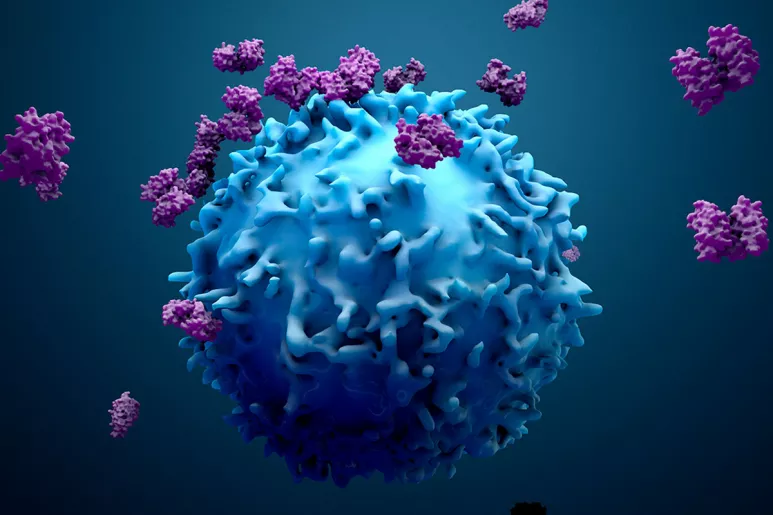 La respuesta de los linfocitos T es uno de los dos brazos de la inmunidad.