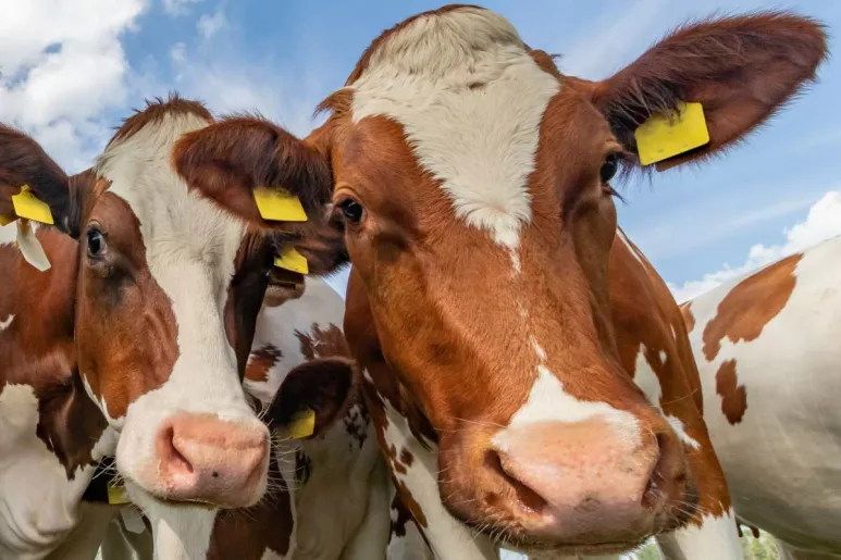 La Aemps explica que este medicamento está indicado para la reducción de la incidencia de cetosis en vacas lecheras/novillas periparturientas que se espera que desarrollen cetosis.