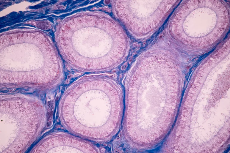 El mapa del útero humano se ha conseguido analizando, célula a célula y con distintos procedimientos, este órgano. Foto: DM. 