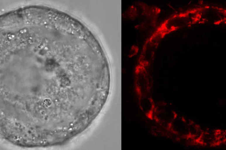 El equipo científico observó actividad ROS en las células de la granulosa, pero éstas (marcado en rojo) estaban prácticamente ausentes en el ovocito. Foto: AIDA RODRÍGUEZ/NATURE