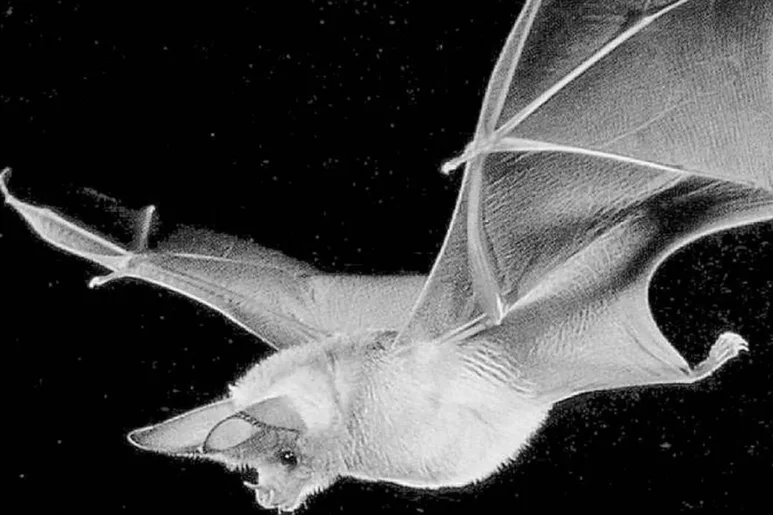 Los murciélagos no son sensibles al SARS-CoV-2 a pesar de tener receptores para ACE2. Foto: DM. 