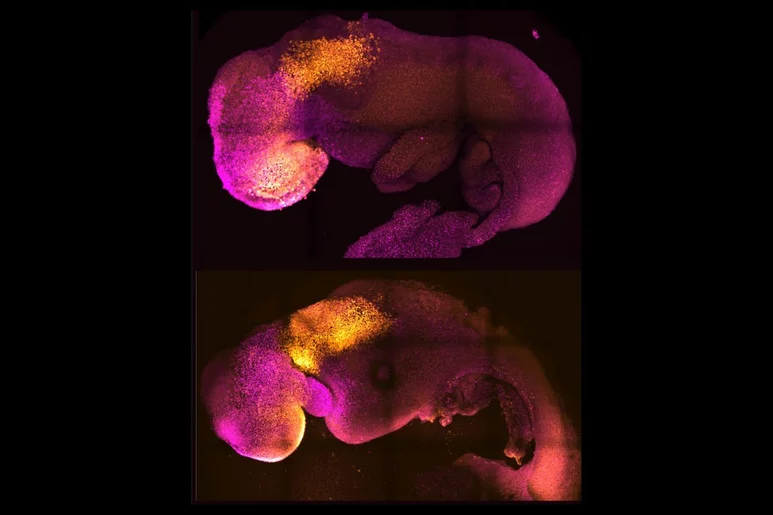 Arriba, un embrión natural de ratón. Abajo, embrión sintético. Se aprecia que la formación de cerebro y corazón es comparable. Foto: AMADEI Y HANDFORD