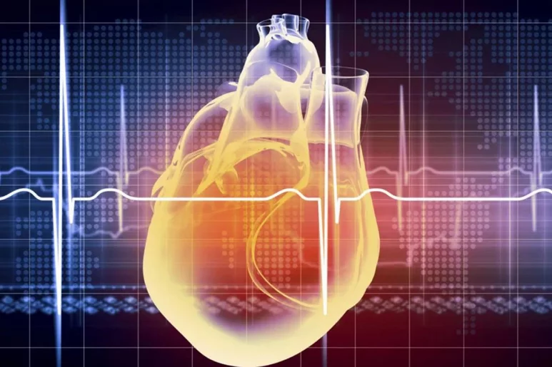 El remodelado patológico de las arterias influye en la aparición de distintas enfermedades cardiovasculares. Foto: DM. 