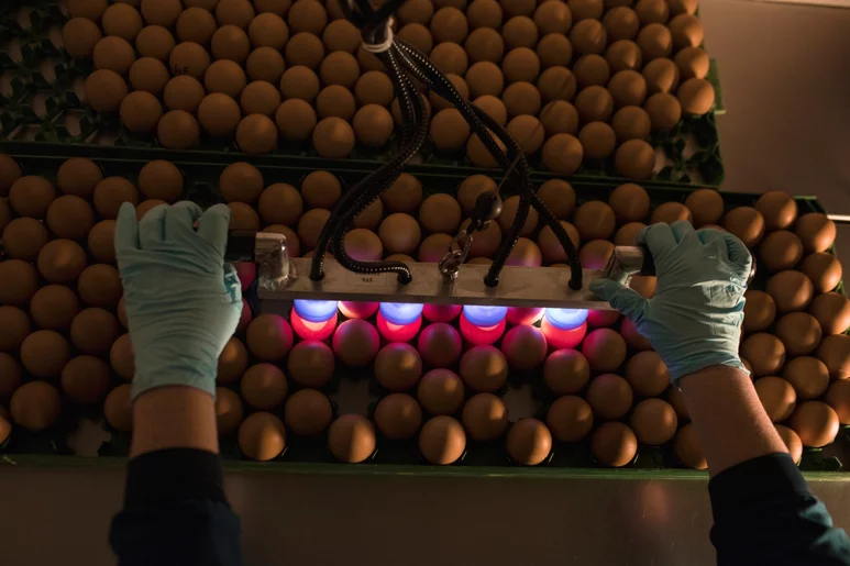 Una media diaria de 575.000 huevos son procesados cada día en la planta de Liverpool de Seqirus. Foto: SEQIRUS.