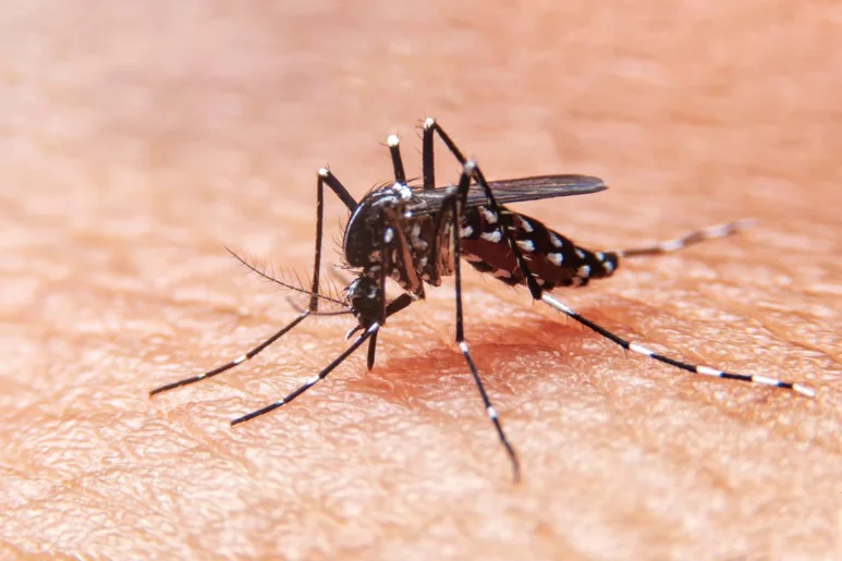 El dengue es una enfermedad tropical, transmitida por mosquitos, que suele provocar síntomas leves parecidos a los de la gripe en la mayoría de las personas.