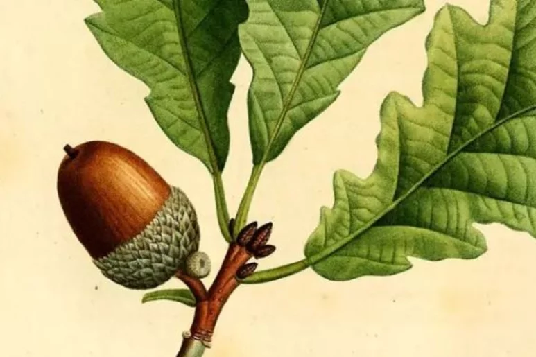 La bellota es el fruto de la encina, del roble y de otros árboles del género 'Quercus'.
