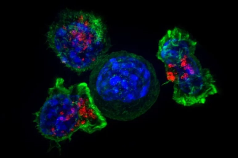 Unas células CAR-T en rojo y verde cercan a otras células tumorales, en azul. Foto: CSIC.