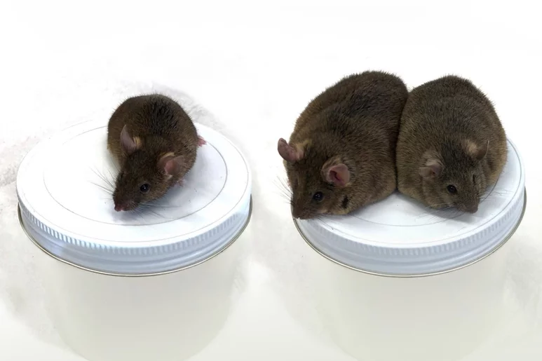 El ratón de la izquierda sirve de control, mientras que los dos de la derecha son individuos de diferentes generaciones, que evidencian la transmisión del fenotipo (obesidad).