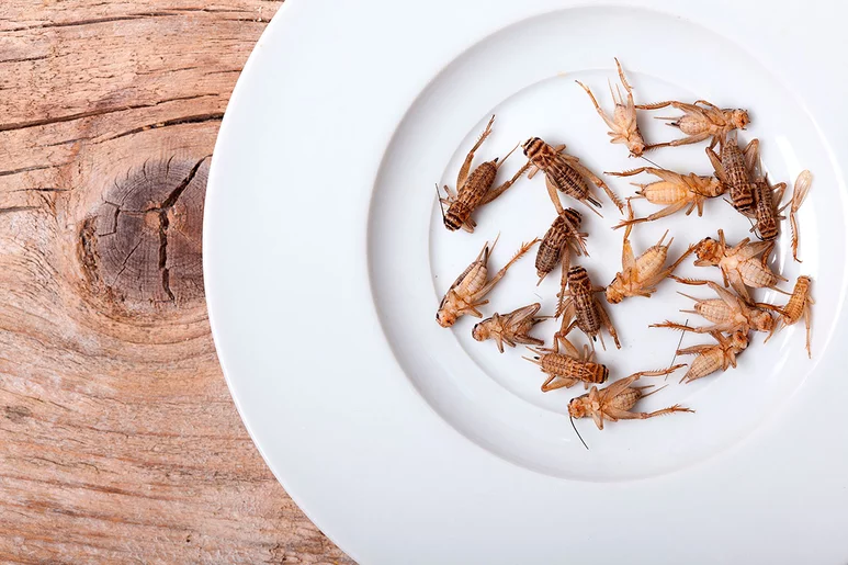 El grillo doméstico (en forma congelada, desecada, en polvo y polvo parcialmente desgrasado) es uno de insectos autorizados en Europa como alimento.
