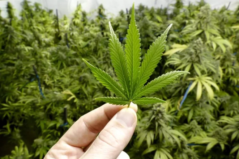 El uso medicinal del cannabis se retoma ahora con la ministra de Sanidad Mónica García.