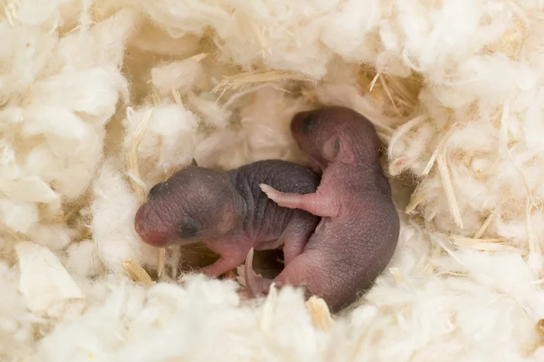 Crías de ratones en un laboratorio. Foto: SHUTTERSTOCK