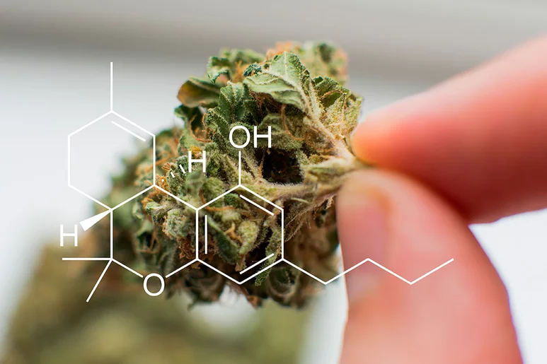 La variedad índica el cáñamo ('Cannabis sativa indica' se cultiva desde antiguo por sus efectos hipnóticos, sedantes y estupefacientes.