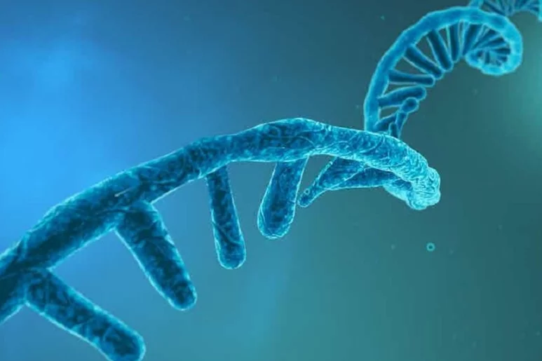 El ARN lleva copias de la información genética del ADN. Foto: Cocodrilo (SHUTTERSTOCK). tock)