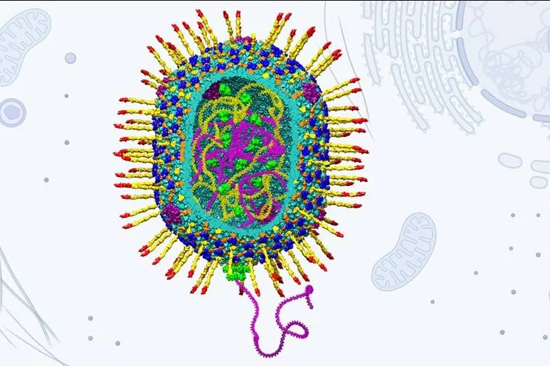 Recreación de la estructura del vector viral artificial desarrollado. Imagen: VENIGALLA B, PADILLA-SÁNCHEZ, FOKINE Y JINGEN ZHU.
