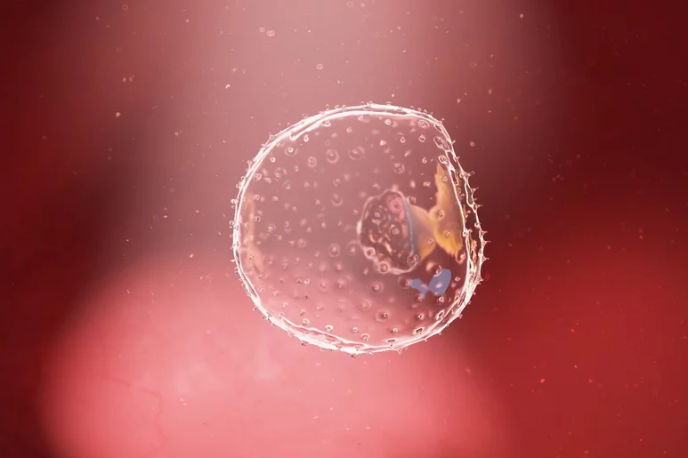 Ilustración en 3D de un embrión humano en la semana 2. Foto: SHUTTERSTOCK.