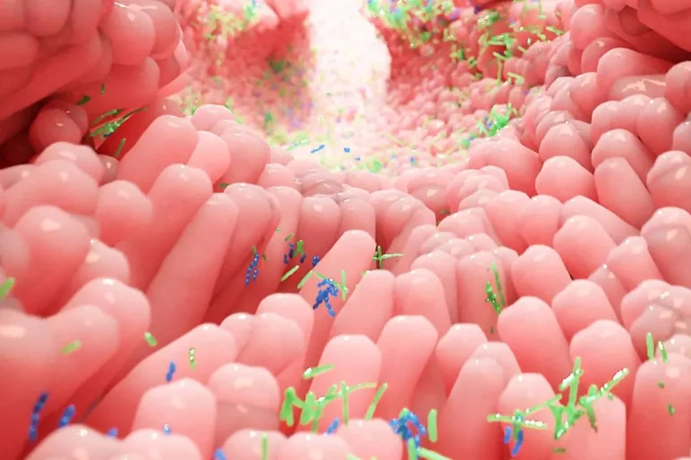 La microbiota parece jugar un papel esencial en ciertas enfermedades. Foto: DM. 