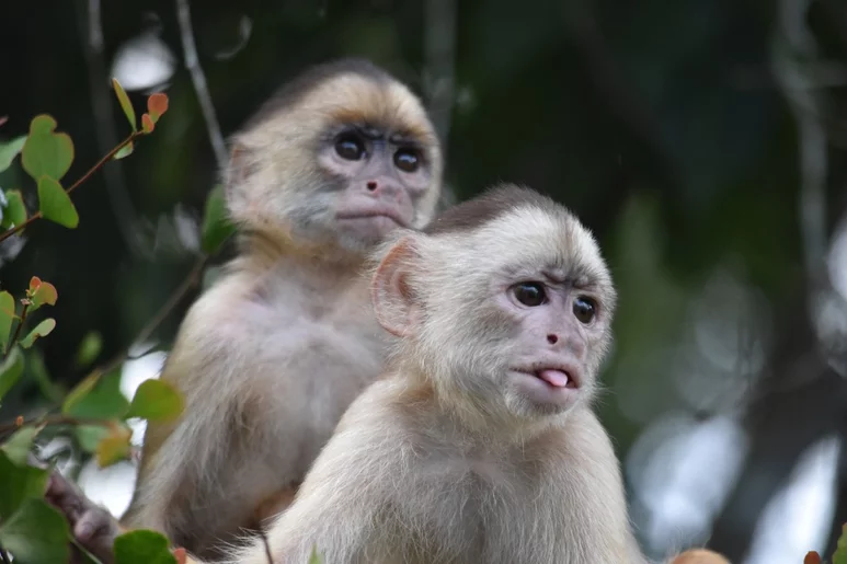 Capuchinos de frente blanca ('Cebus unicolor') cerca de Manaos, en Brasil. Foto: REBECA STILL