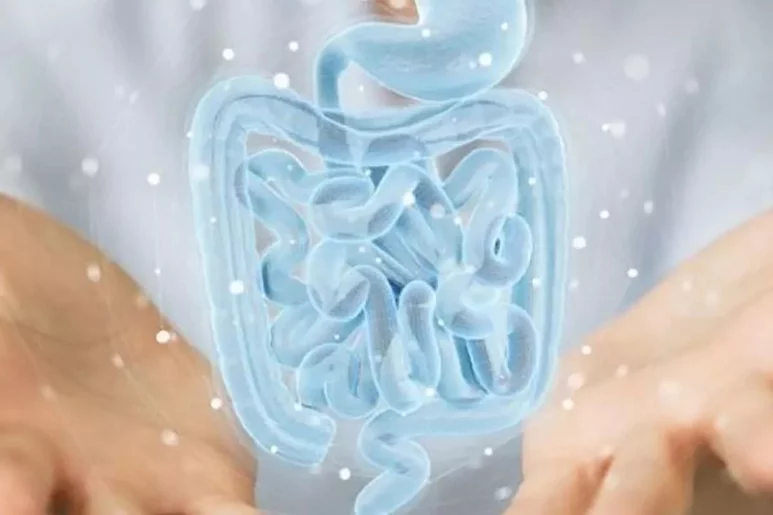 La microbiota intestinal podría reforzar las terapias que se aplican después de un trasplante. Foto: DM. 