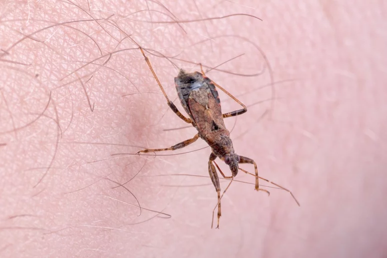 Vinchuca, el insecto que propaga la enfermedad de Chagas. Foto: SHUTTERSTOCK.