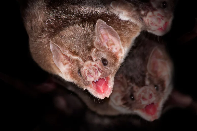 Los murciélagos hematófagos se nutren exclusivamente de sangre de otros vertebrados.