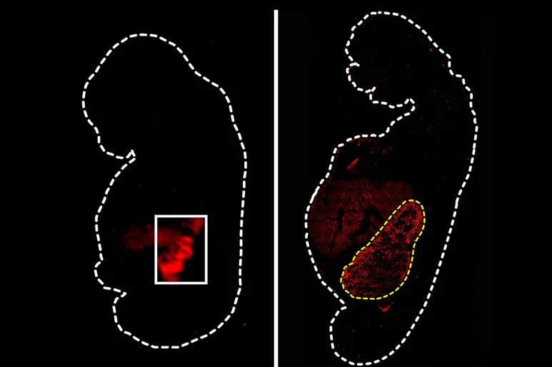 En rojo, los riñones humanizados en un embrión de cerdo. Foto: 'CELL STEM CELL'