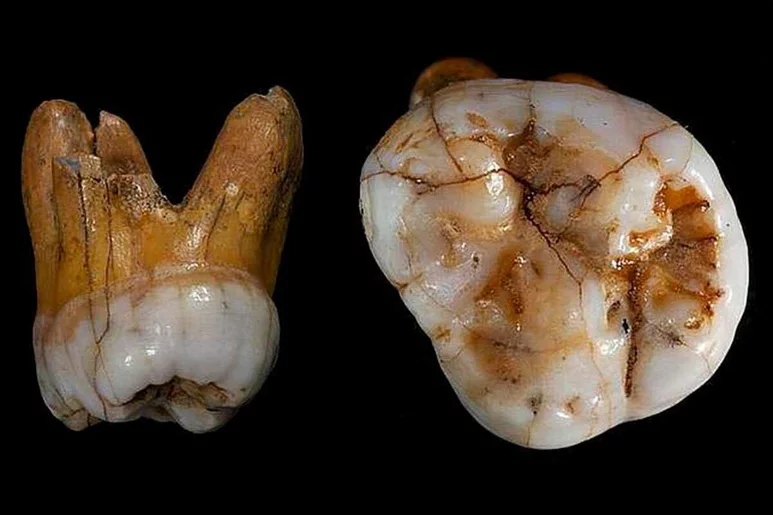 El molar de denisovano hallado en una cueva de Siberia. Foto: MAX-PLANCK.