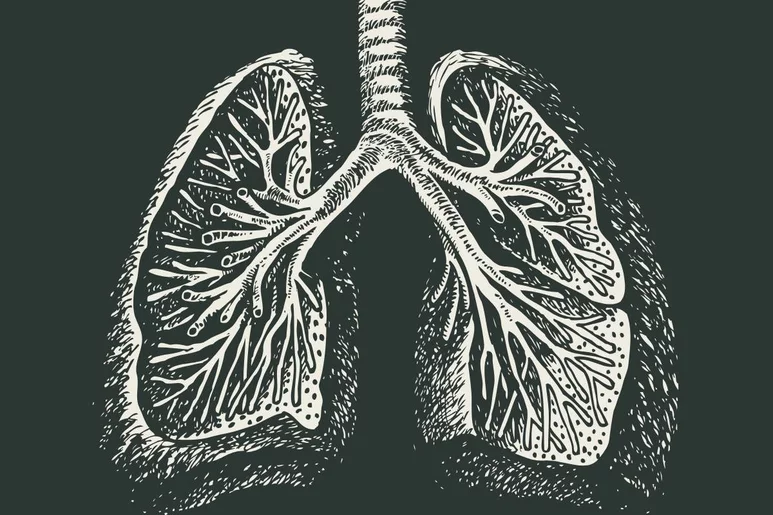 Dibujo de los pulmones. Foto: SHUTTERSTOCK.