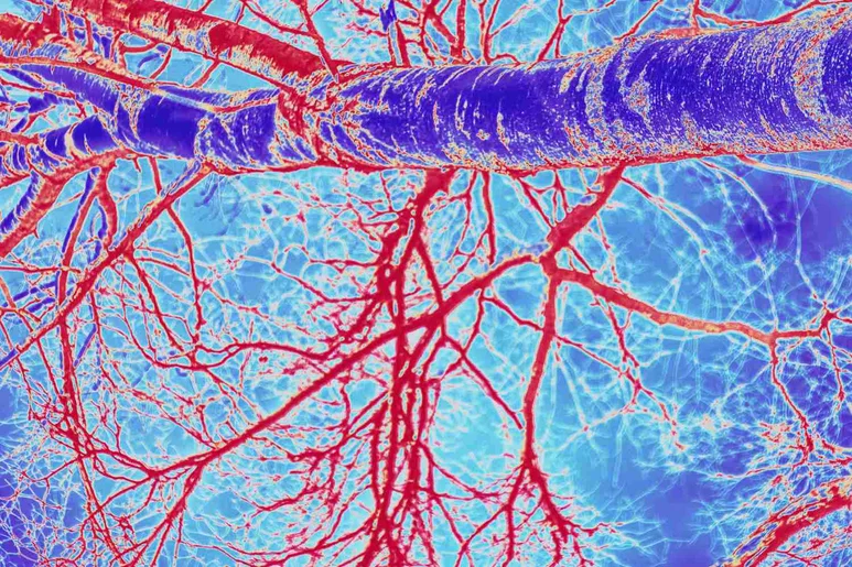 Sistema circulatorio: vasos y capilares. Imagen: SHUTTERSTOCK.