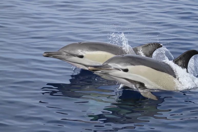 Los delfines, uno de los cetáceos más estudiados, han mostrado restos farmacológicos en su organismo. Foto. PALOMA CARRASCO. OCEANOSPHERA.