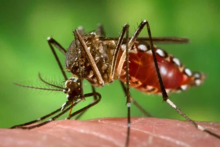 Mosquitos infectados del género Aedes son el principal transmisor del virus del Dengue. Foto: DIARIO MÉDICO.